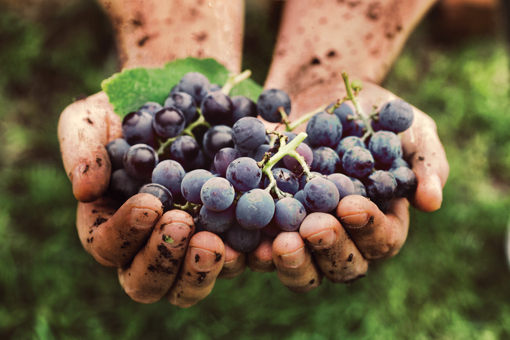Dirty Hands Holding Purple Grapes Outside